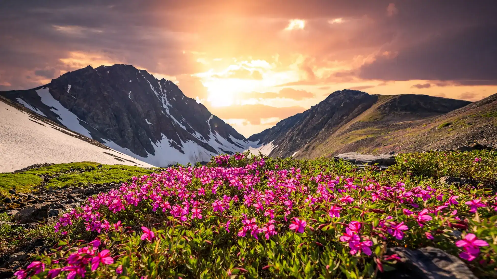Valley-Of-Flowers.webp