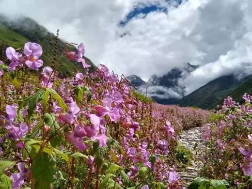 valley-of-flowers-6236333