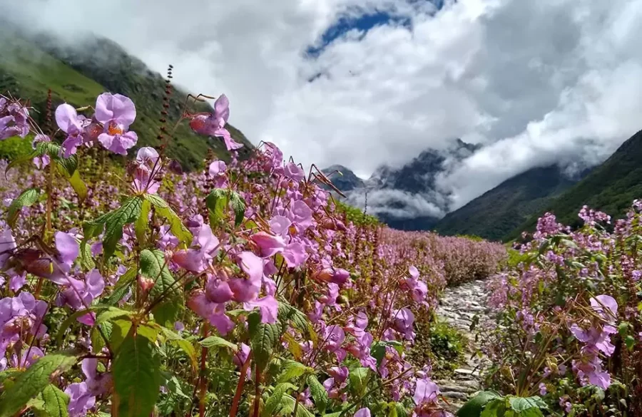 valley-of-flowers-6236333